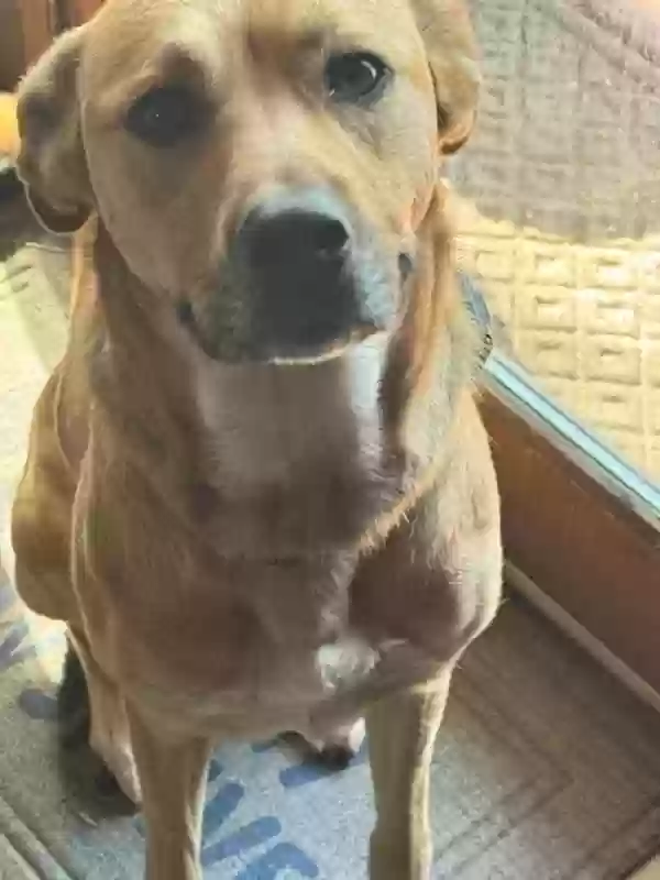 adoptable Dog in Fulton,MO named Co Co